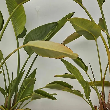 Casa Pateo * Albufeira